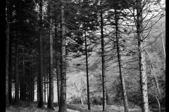 Sulby Glen